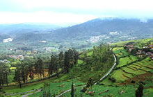 Ooty tea estates